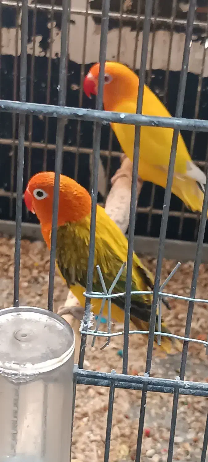 طوطی برزیلی به شرط مولد|پرنده|اهواز, نادری|دیوار