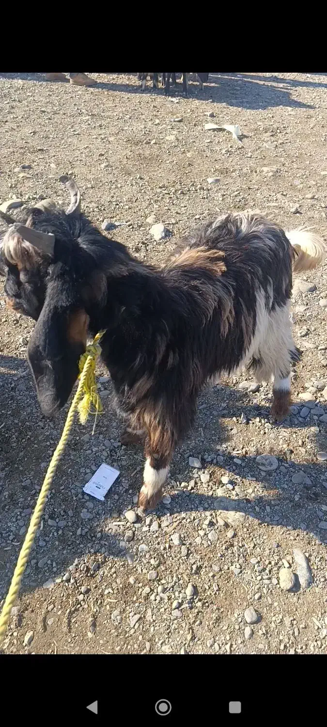 فروش دو عدد بزغاله(جیسک)نر چاق|حیوانات مزرعه|اشنویه, |دیوار