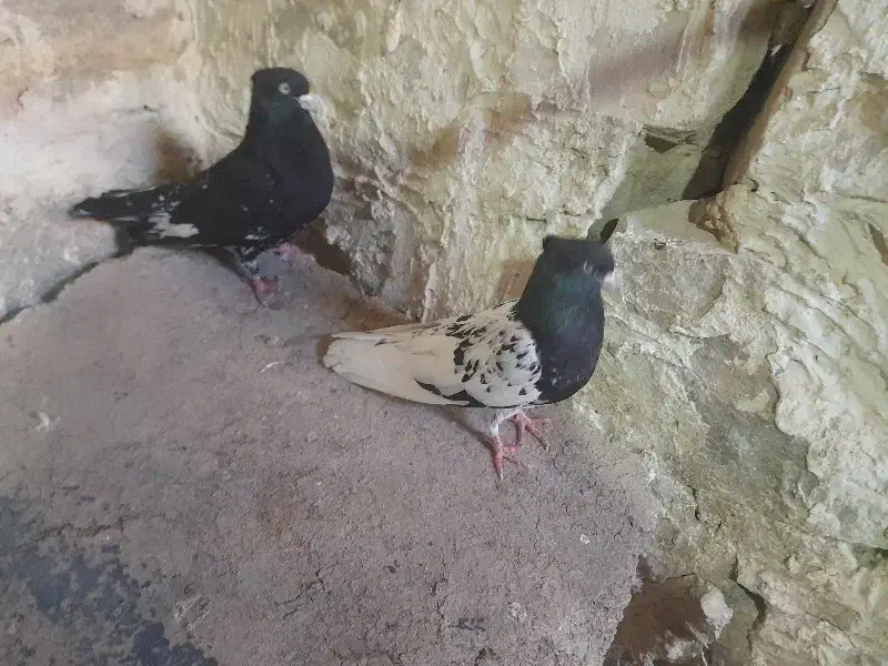 پرنده|پرنده|مسجد سلیمان, |دیوار