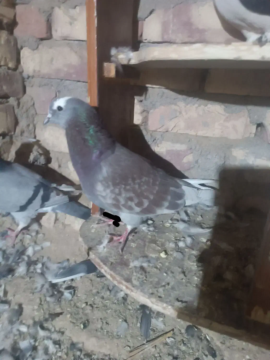 کبوتر شازده سرخ دورنگ چشم ضمانت هوا|پرنده|زابل, |دیوار