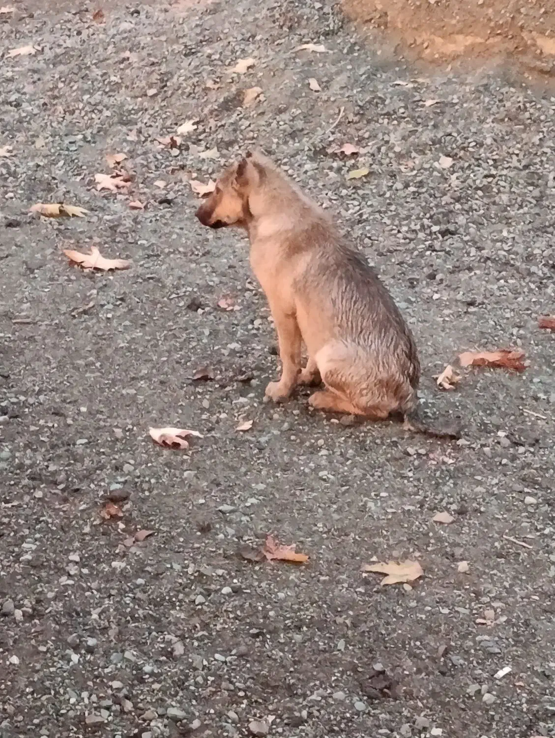 نر سرابی|سگ|قدس, شهرک دانش|دیوار