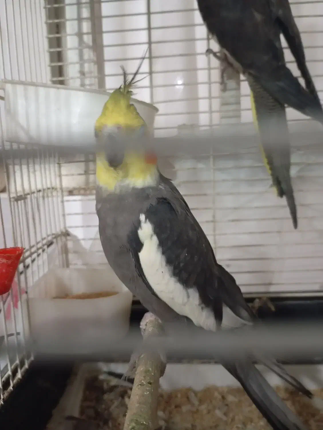 فروش عروس هلندی جفت مولد با قفس وجوجه|پرنده|شوش, |دیوار