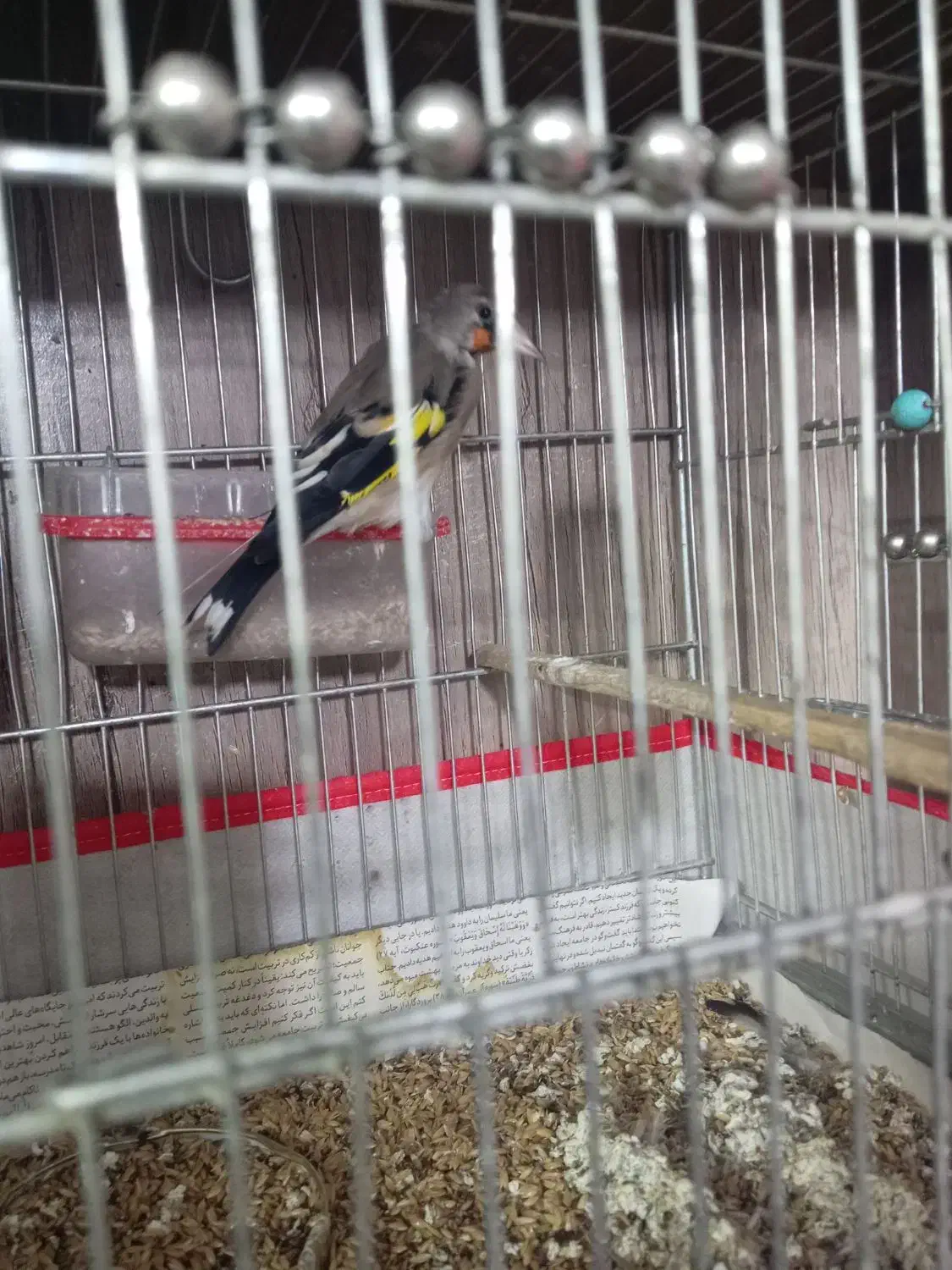 سهره یک سال نر|پرنده|تربت جام, جامی|دیوار