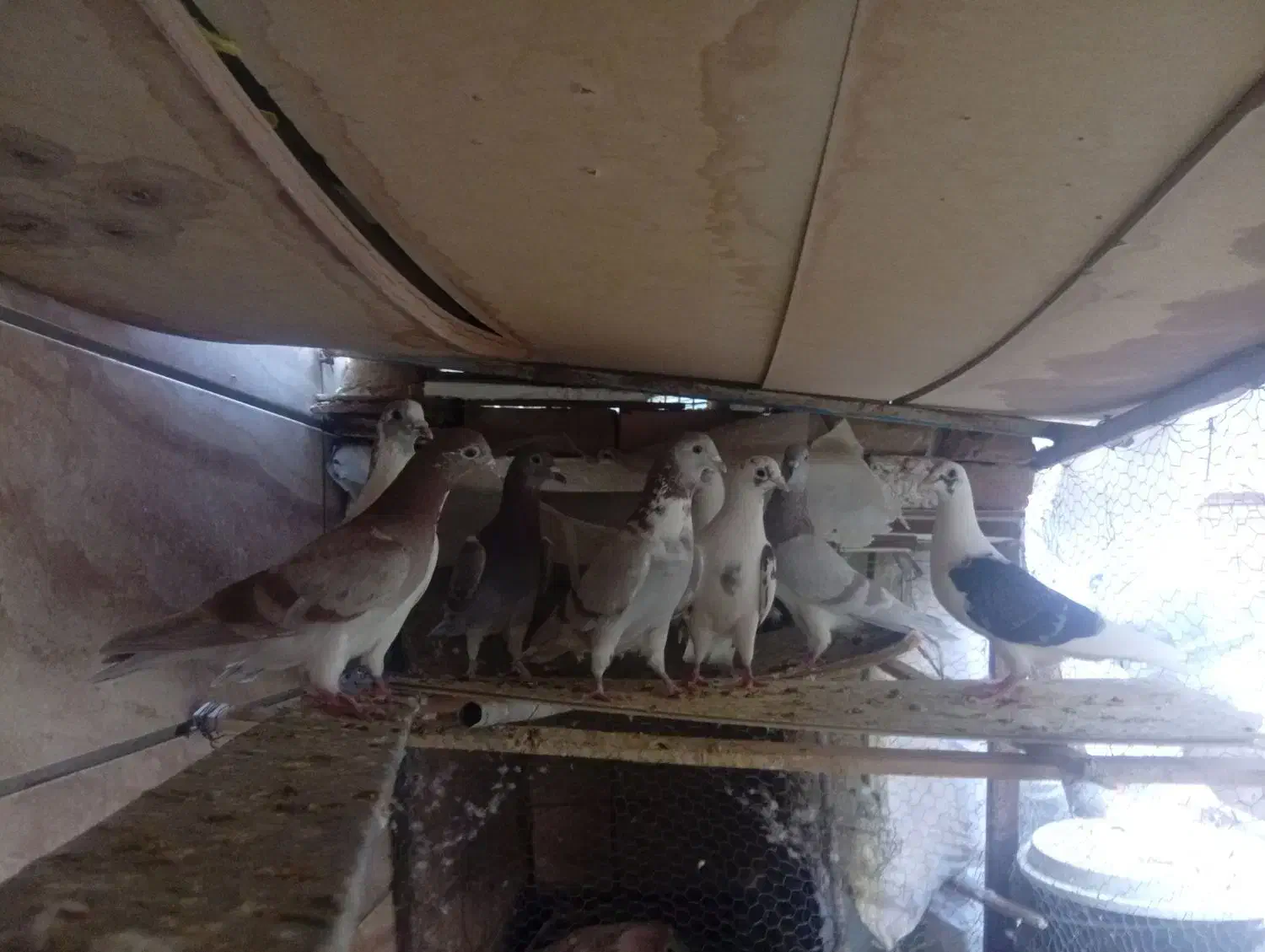 کفتر فروشی|پرنده|بیرجند, |دیوار