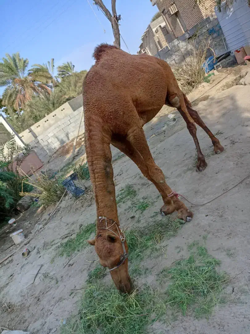 شتر نر آرام|حیوانات مزرعه|بمانی, |دیوار