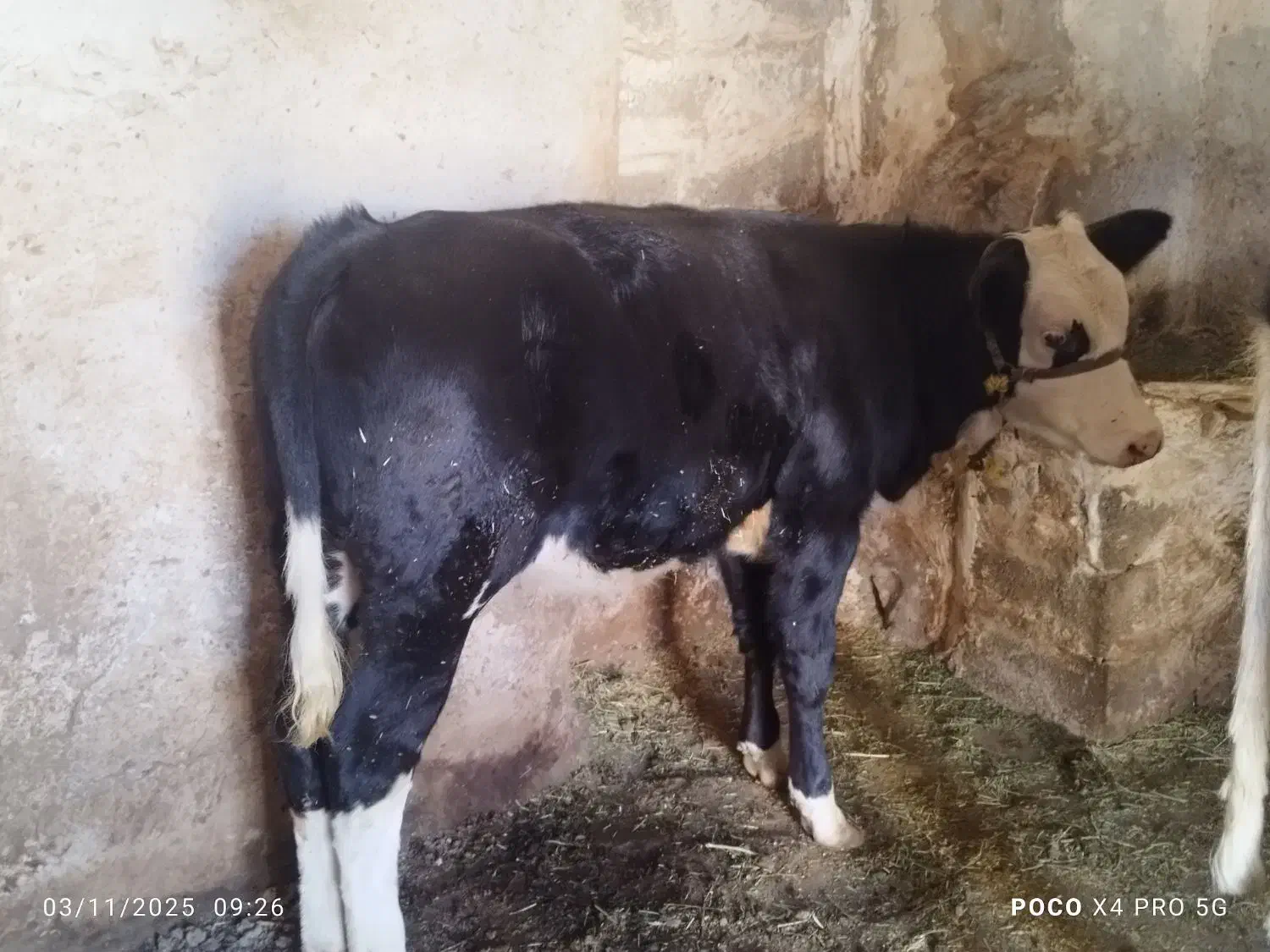 گوساله|حیوانات مزرعه|سارال, |دیوار