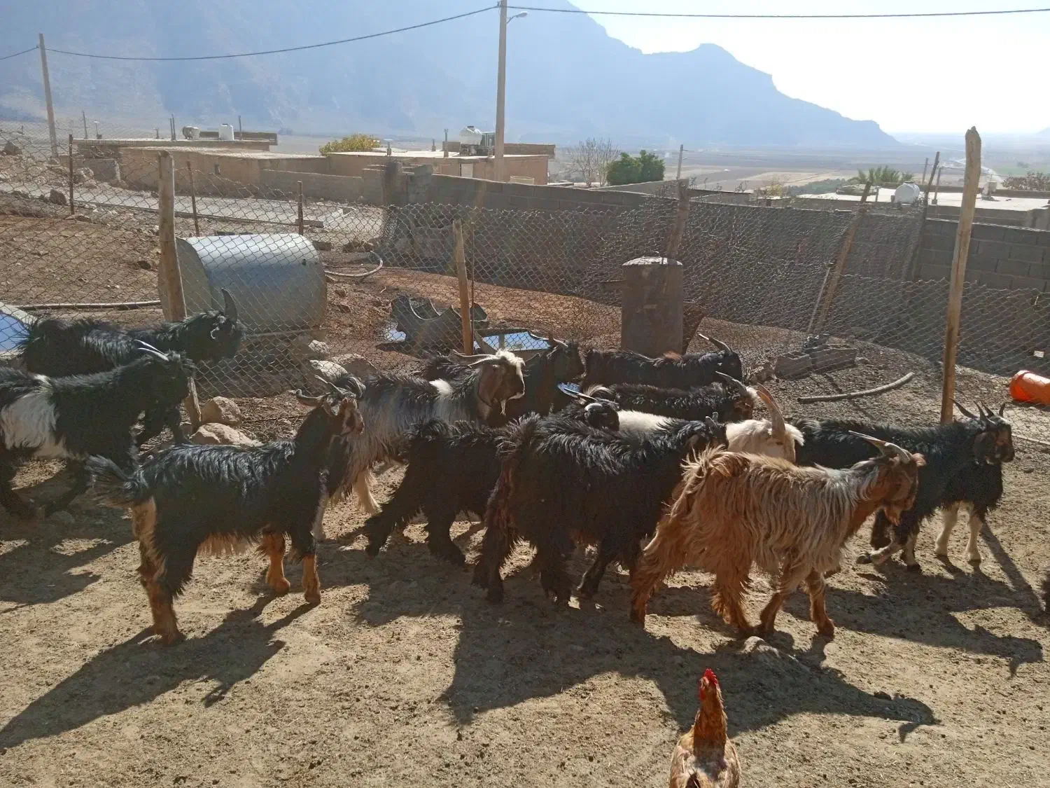 ۵ راس کهره نر چاق|حیوانات مزرعه|بانش, |دیوار