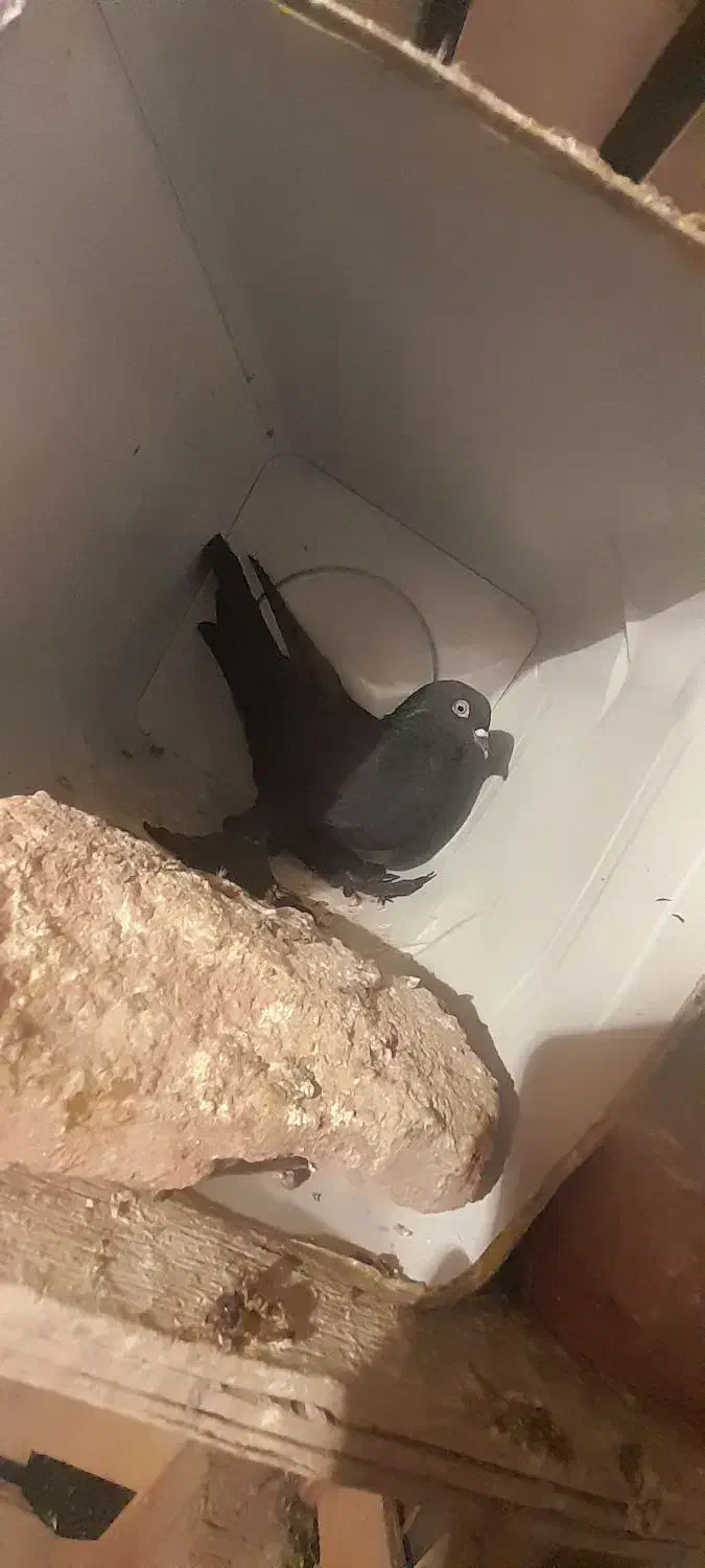 کفتر قره لوطی|پرنده|ایلخچی, |دیوار