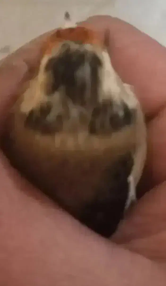 سهره ماده|پرنده|شهر ری, ظهیرآباد|دیوار