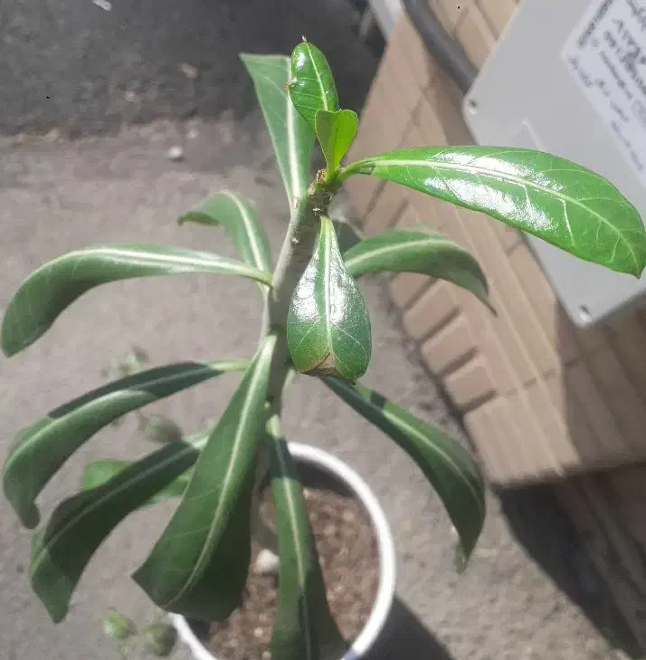 گل آدنیوم|گل و گیاه طبیعی|کرج, شهرک ولیعصر|دیوار