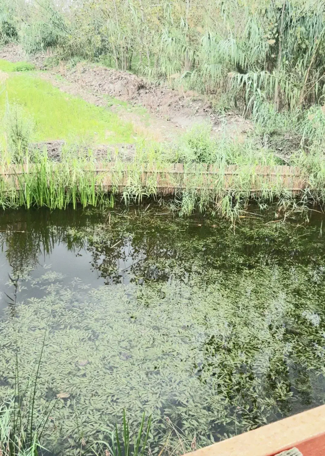 ویلایی با فضای باز برای تفریح و زندگی|فروش خانه و ویلا|تربتحیدریه, کلاته توکلی|دیوار