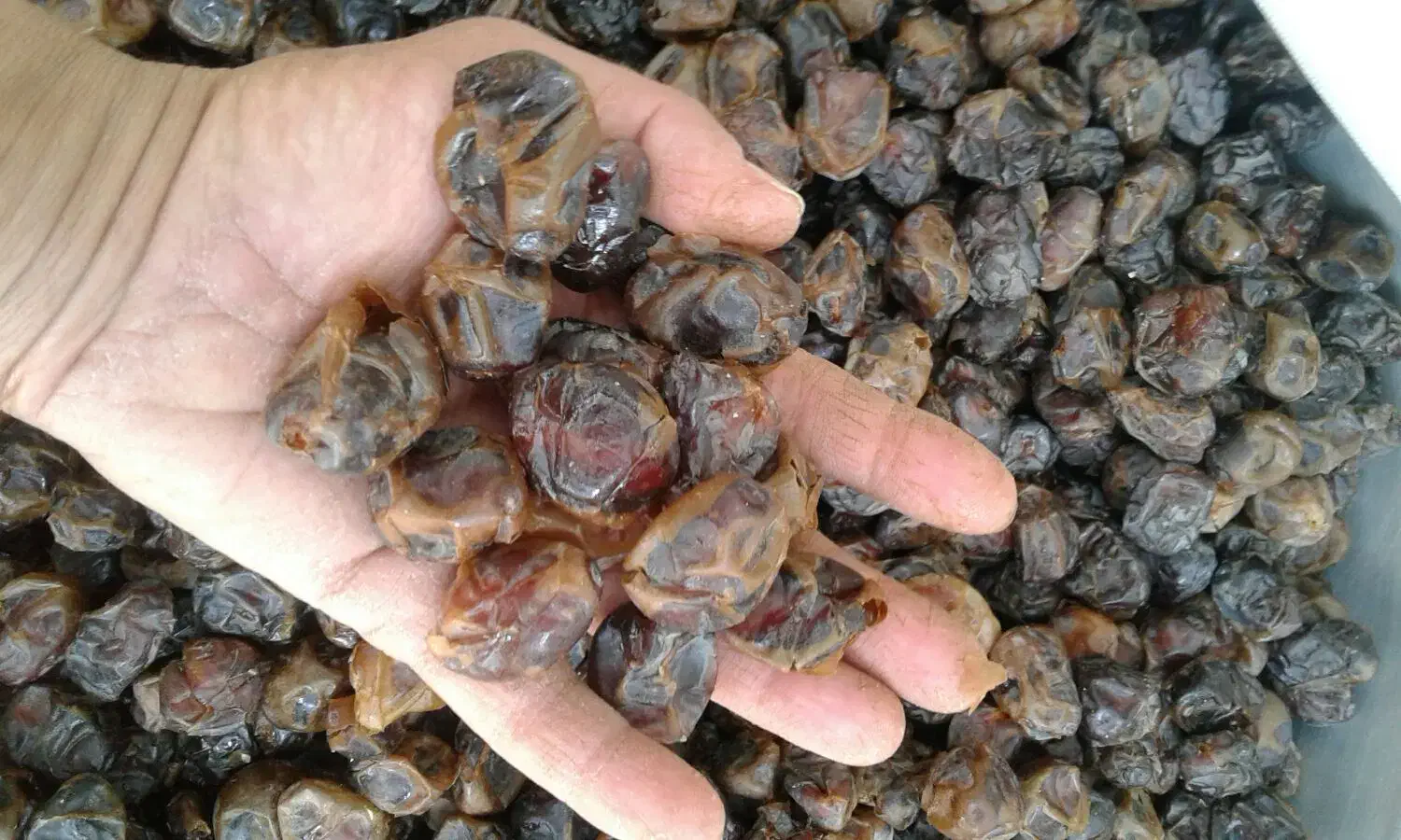 خرما برحی|خوردنی و آشامیدنی|چغادک, |دیوار