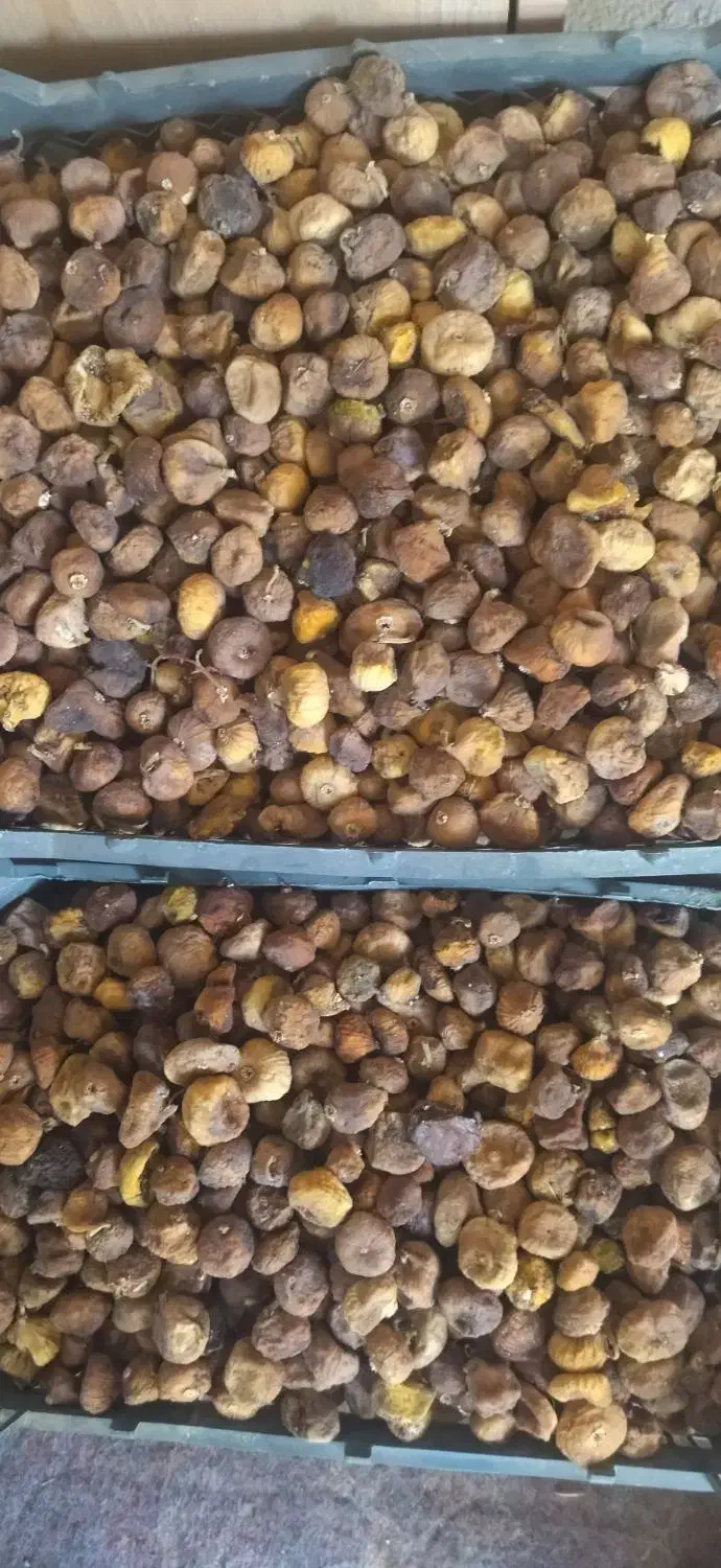 کشته انجیر|حراج|بجنورد, |دیوار