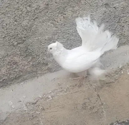 کبوتر دم‌چتری|پرنده|قدس, شهر‌قدس|دیوار