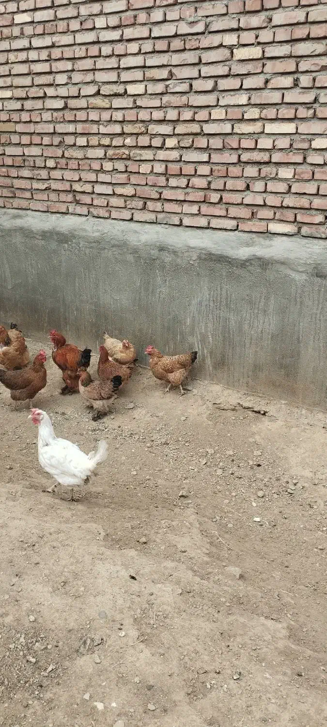 سلام تعداد ۱۱ عدد مرغ کرچ شو|حیوانات مزرعه|شاهین دژ, |دیوار