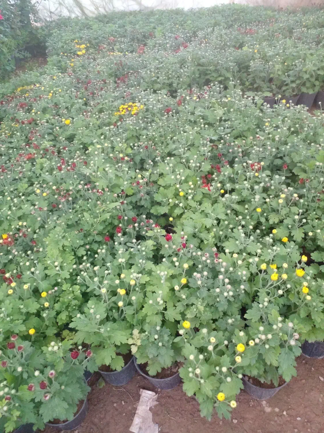 گل داودی|گل و گیاه طبیعی|محلات, |دیوار