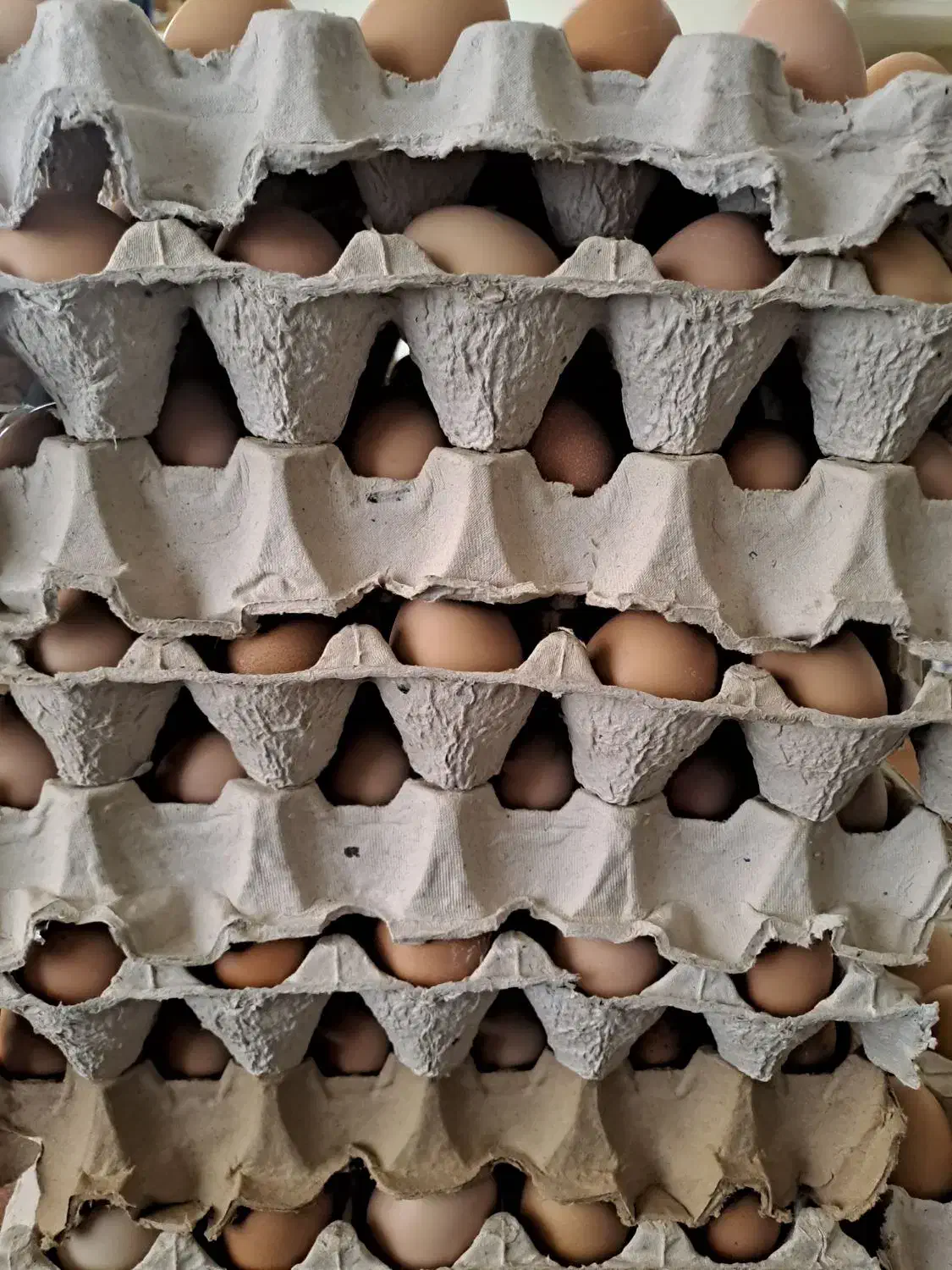 تخم مرغ رسمی|خوردنی و آشامیدنی|تهران, شهران شمالی|دیوار