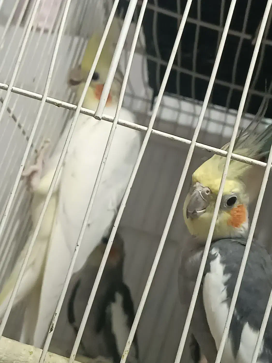 عروس هلندی|پرنده|مشهد, حجت|دیوار