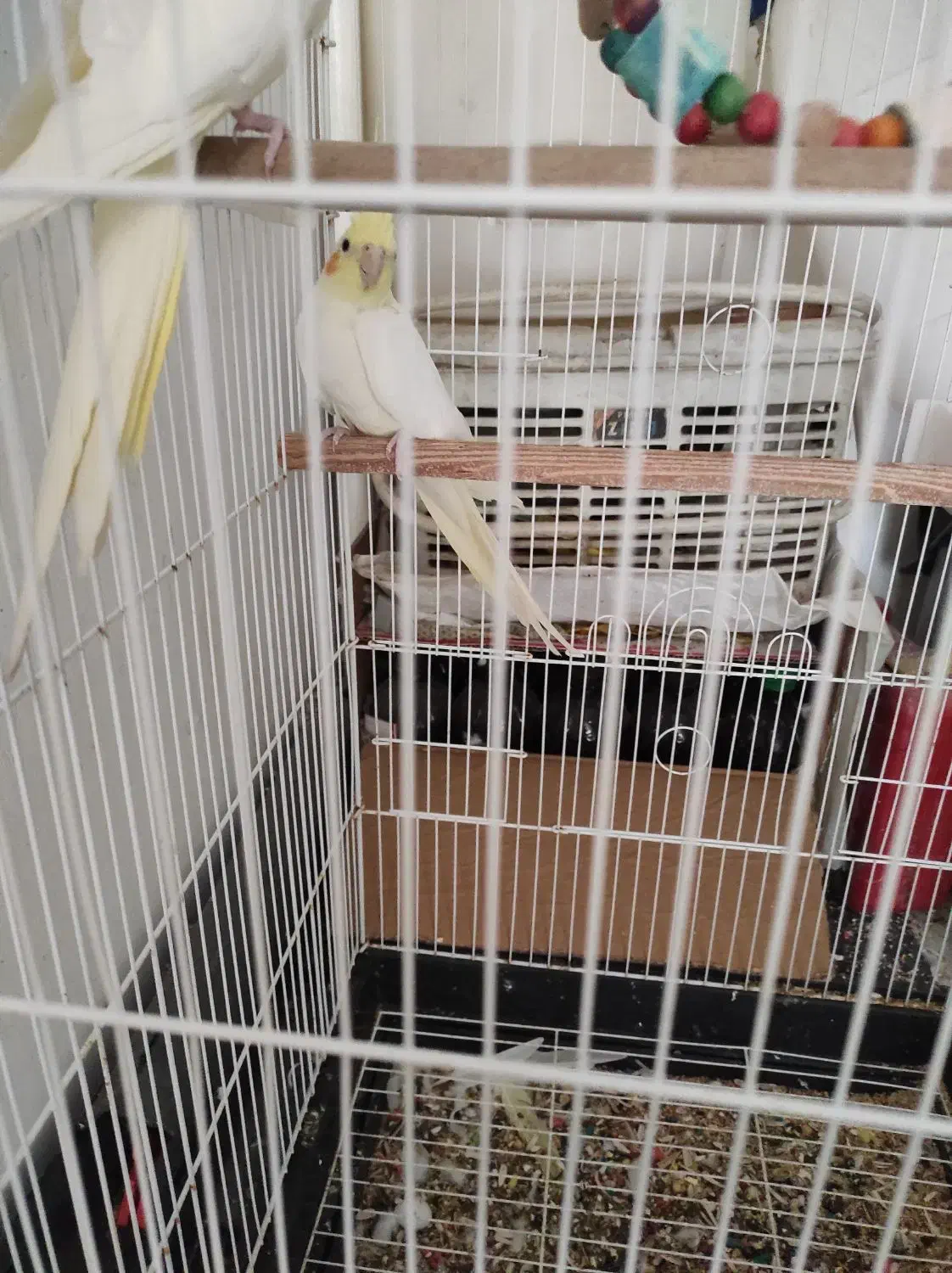 عروس هلندی|پرنده|رودبار, |دیوار