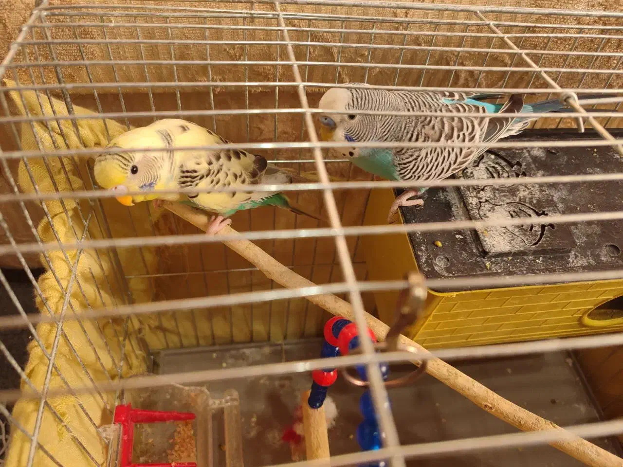 مرغ عشق|پرنده|رشت, لاکان|دیوار