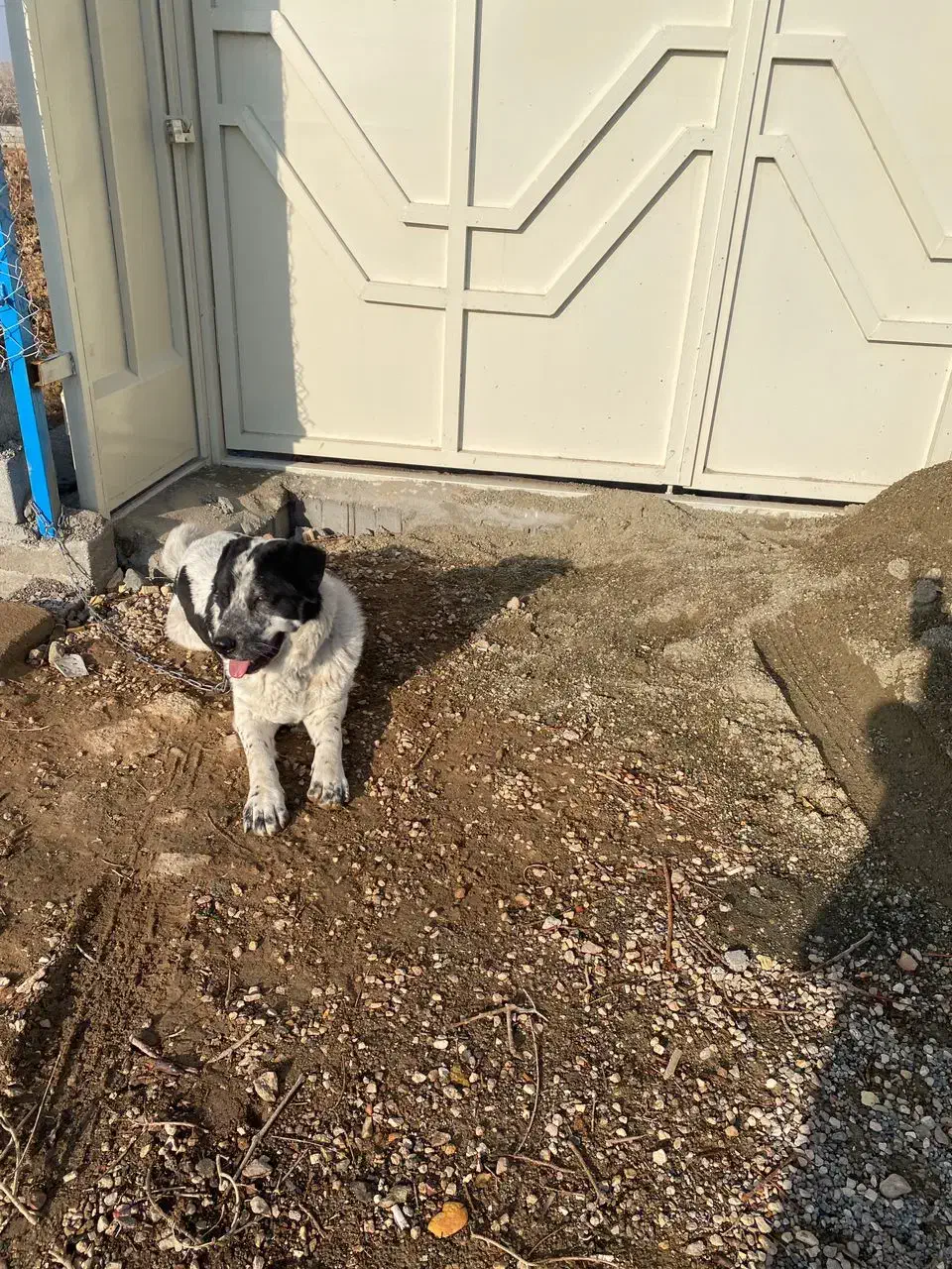 سگ سرابی|سگ|اصفهان, باغ فدک|دیوار