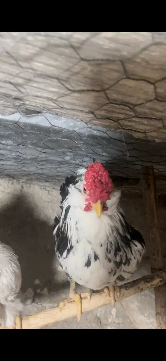 تخم نطفه دار و جوجه گلین چهل تاج ریش|حیوانات مزرعه|تنکمان, |دیوار