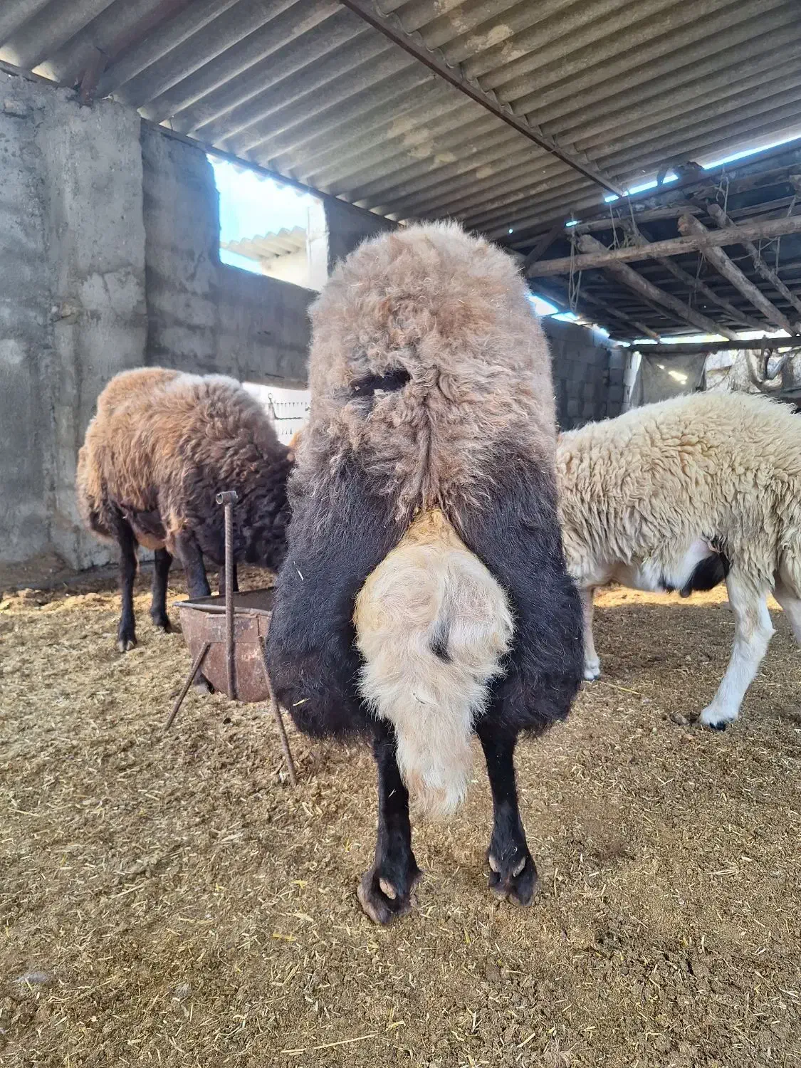 قوچ و توقلی|حیوانات مزرعه|بندر ترکمن, |دیوار