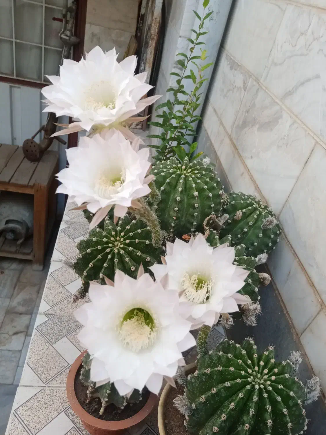 انواع گل های طبیعی|گل و گیاه طبیعی|بناب, |دیوار