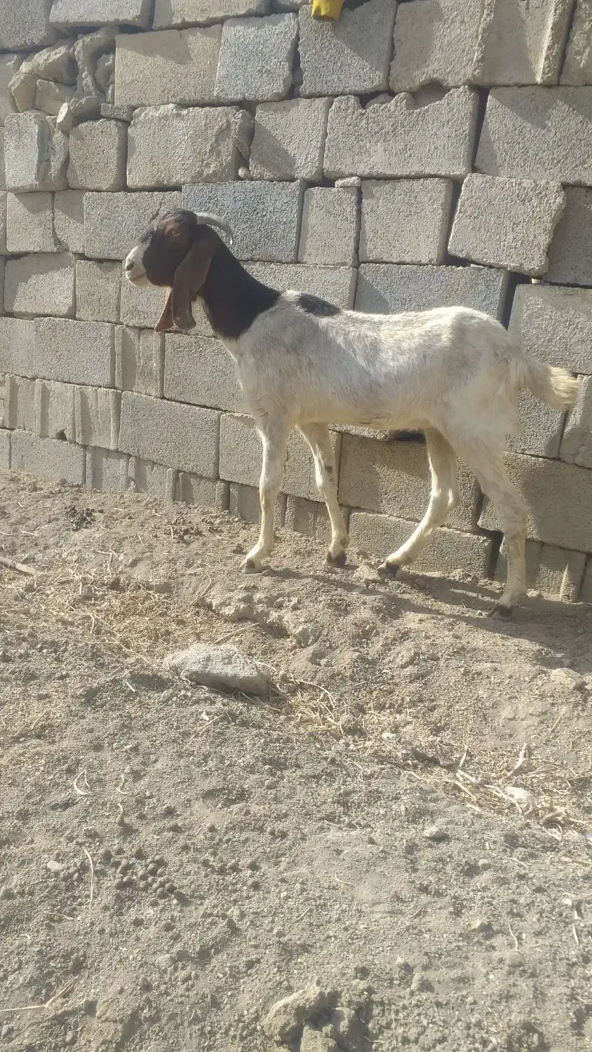 بز داشت|حیوانات مزرعه|دورود, |دیوار