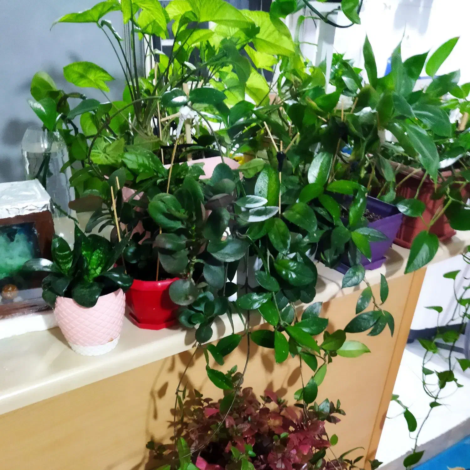 ماهی ها و|ماهی|تبریز, |دیوار