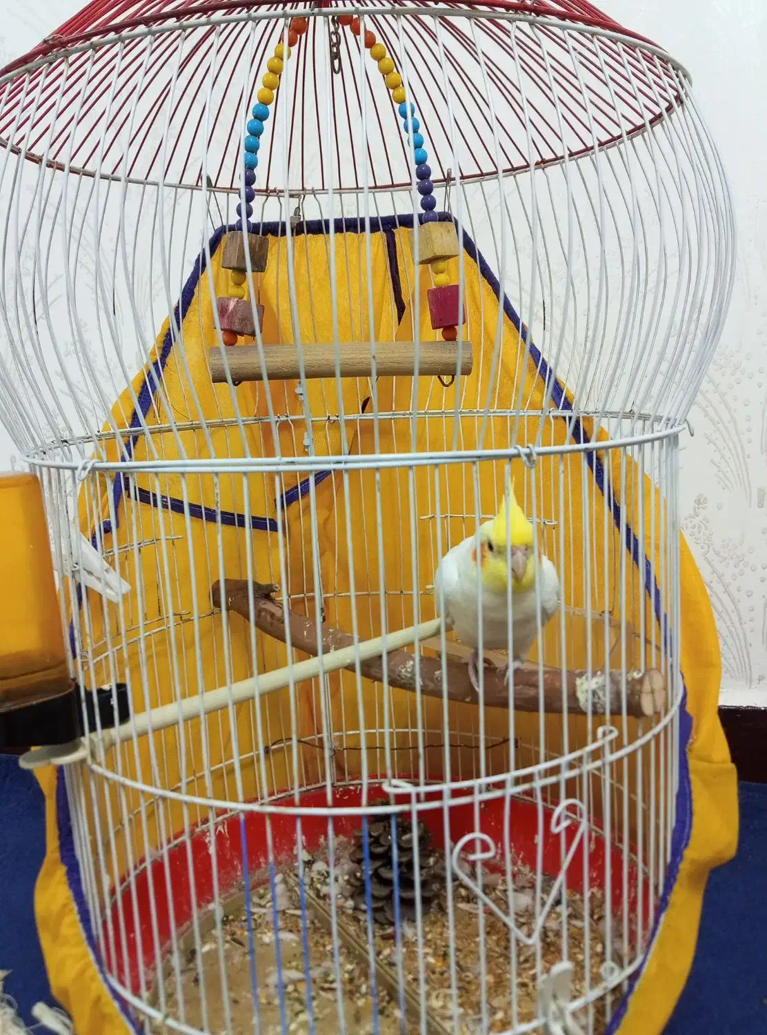 قفس پرنده|لوازم جانبی حیوانات|سوسنگرد, |دیوار