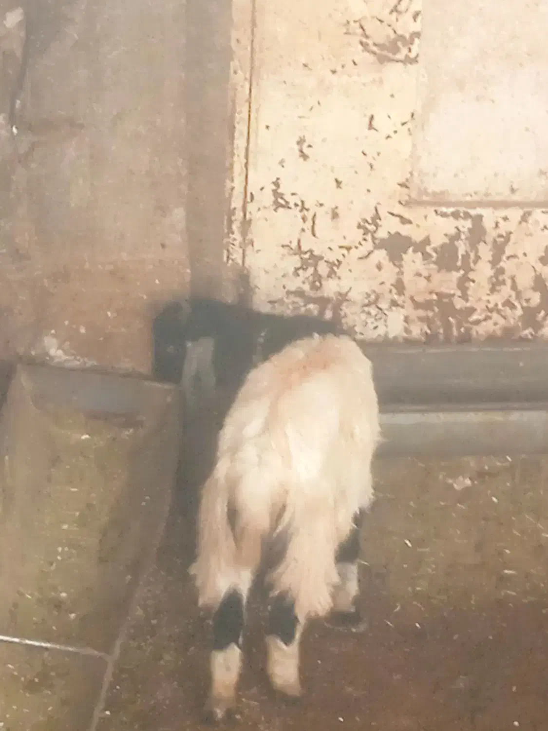 فروش و معاوضه یک راس بیگ و تیر بز|حیوانات مزرعه|اردل, |دیوار