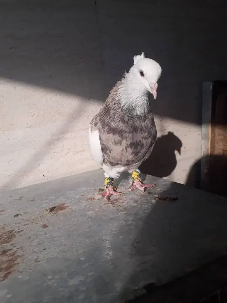 کبوتر طوقی بدون عیب|پرنده|شیراز, زرهی|دیوار