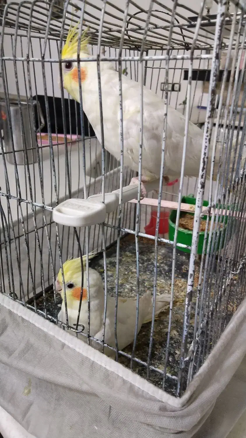 عروس هلندی|پرنده|آران و بیدگل, |دیوار