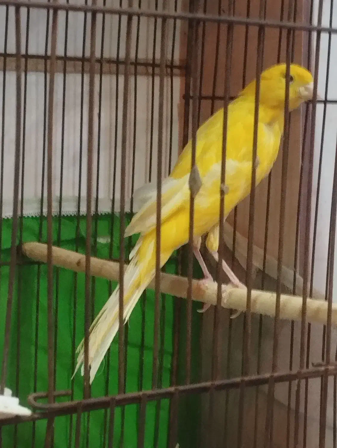 یک عدد قناری ماده|پرنده|باسمنج, |دیوار