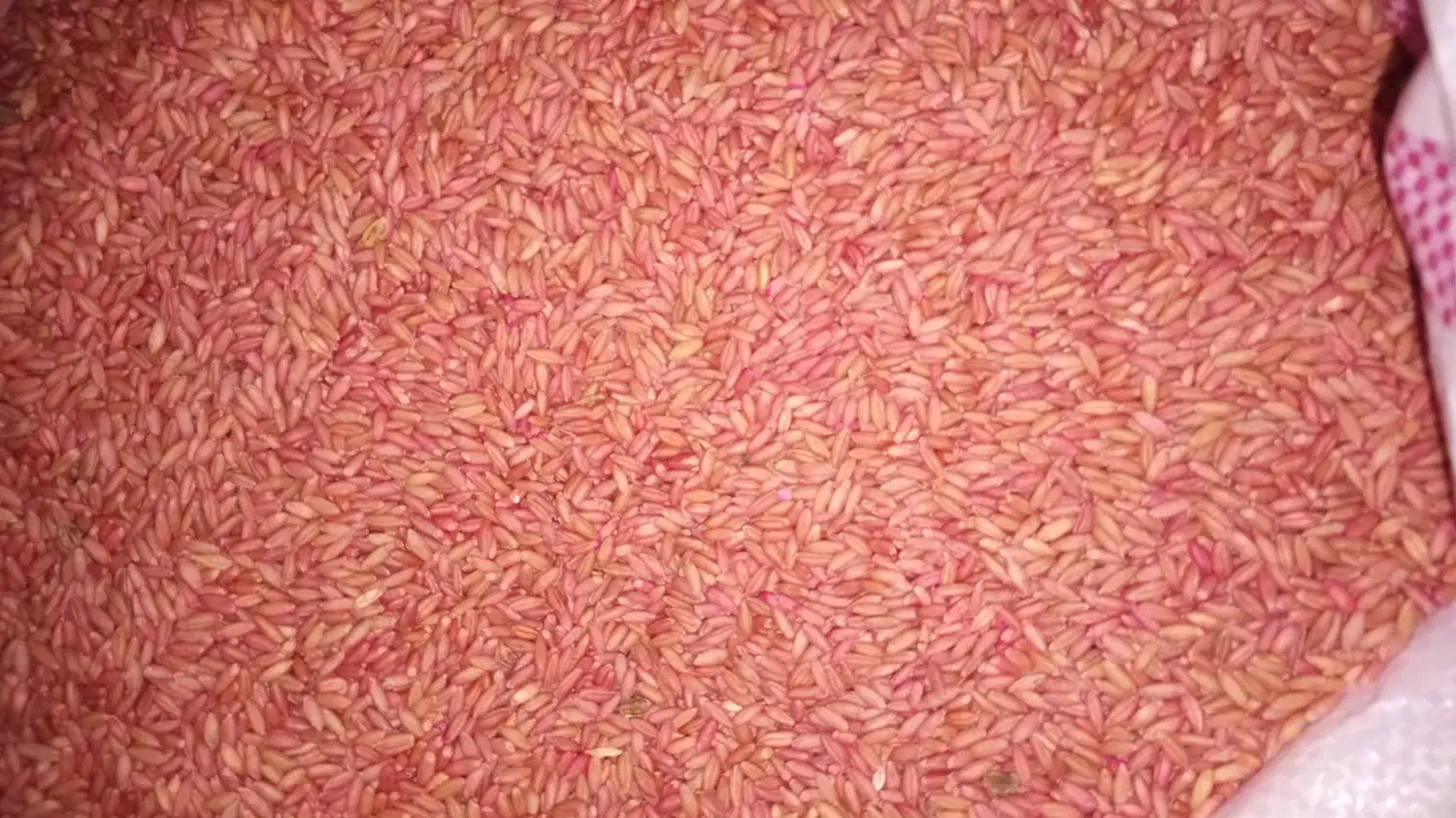 بذر گندم رقم هشترود ۱۲ تن|عمده‌فروشی|نظر کهریزی, |دیوار