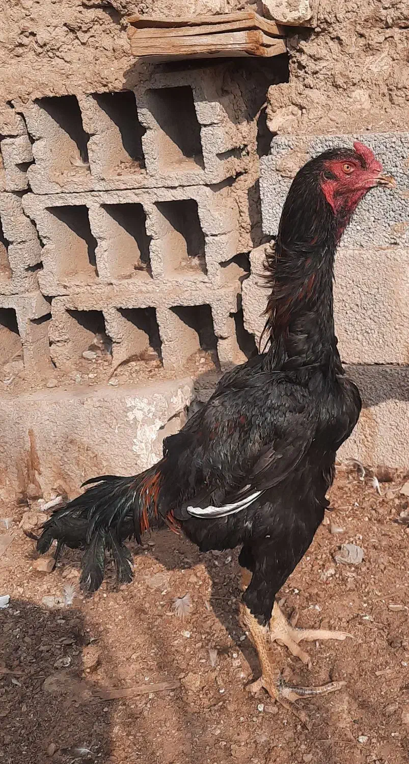 خروس لاری برزیلی|حیوانات مزرعه|ساوه, |دیوار