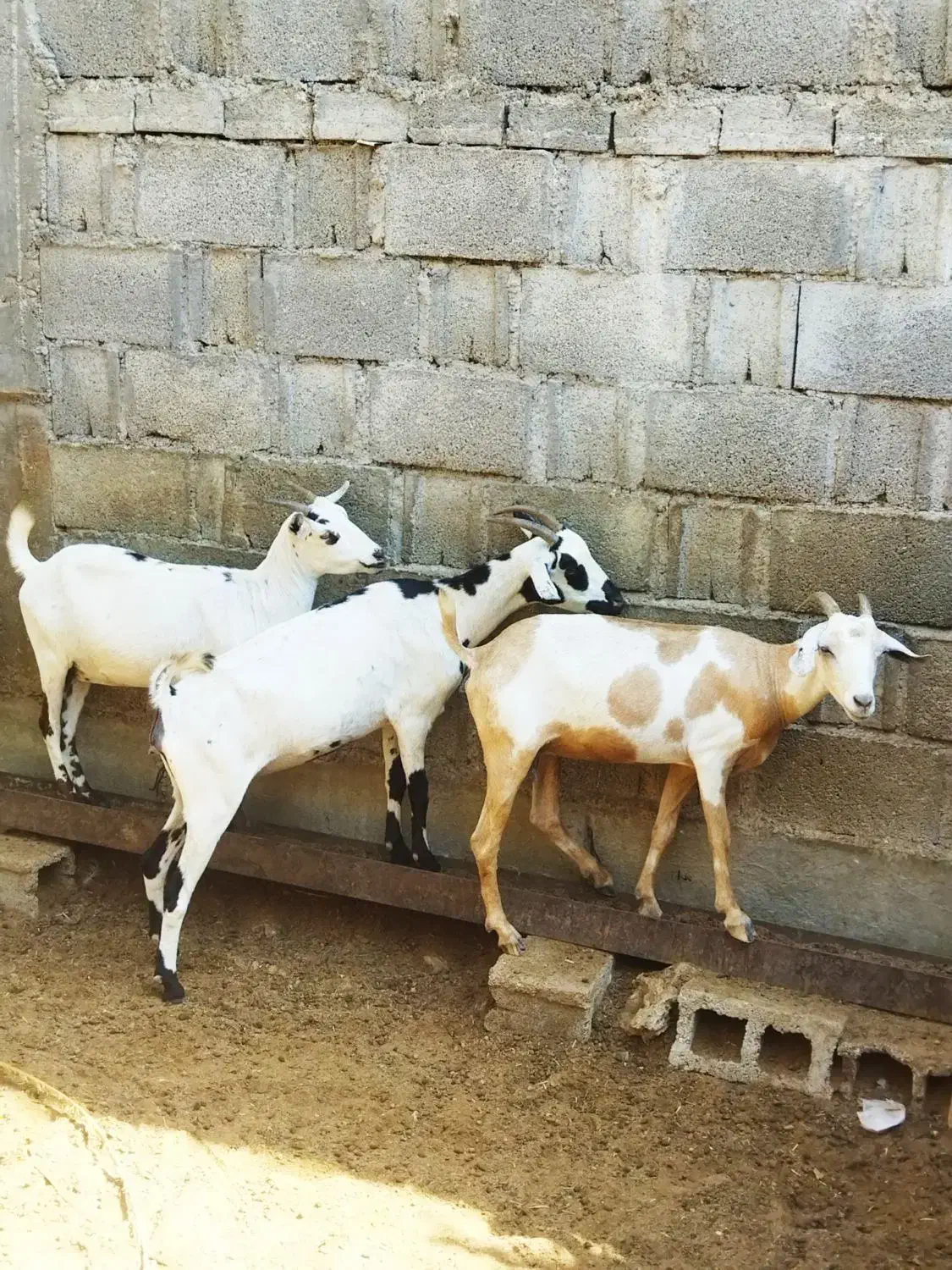 بزسومالی|حیوانات مزرعه|خورموج, |دیوار