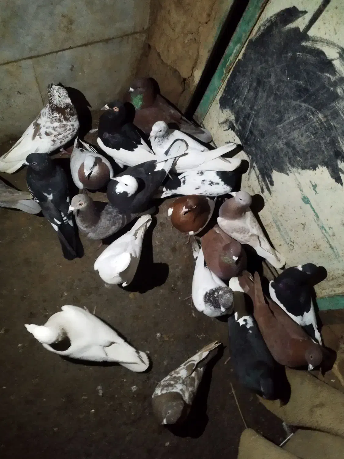 سوسنگرد|پرنده|سوسنگرد, |دیوار