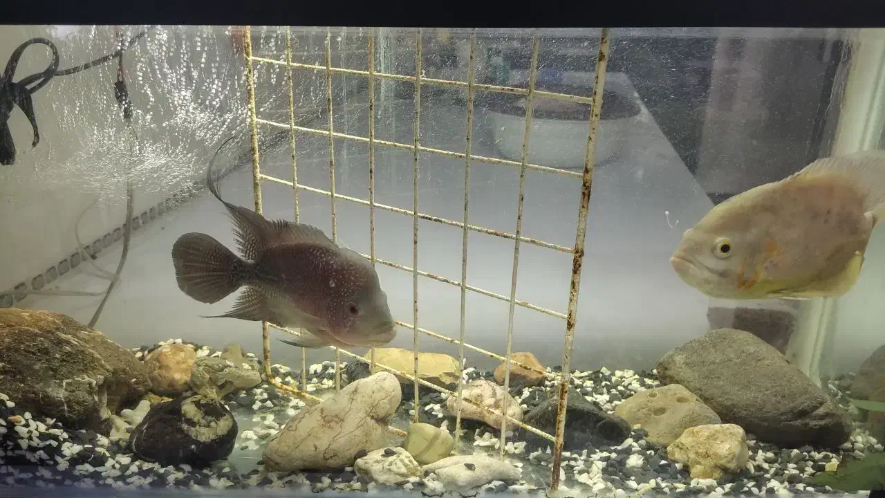 ماهی اسکار و فلاور|ماهی|مینودشت, |دیوار