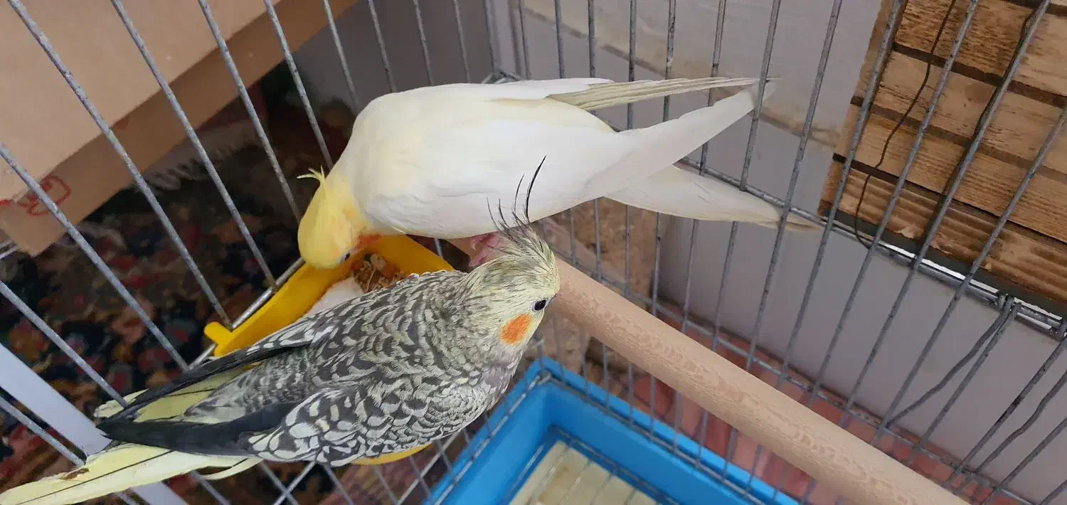 طوطی عروس هلندی|پرنده|مرودشت, تخت جمشید|دیوار