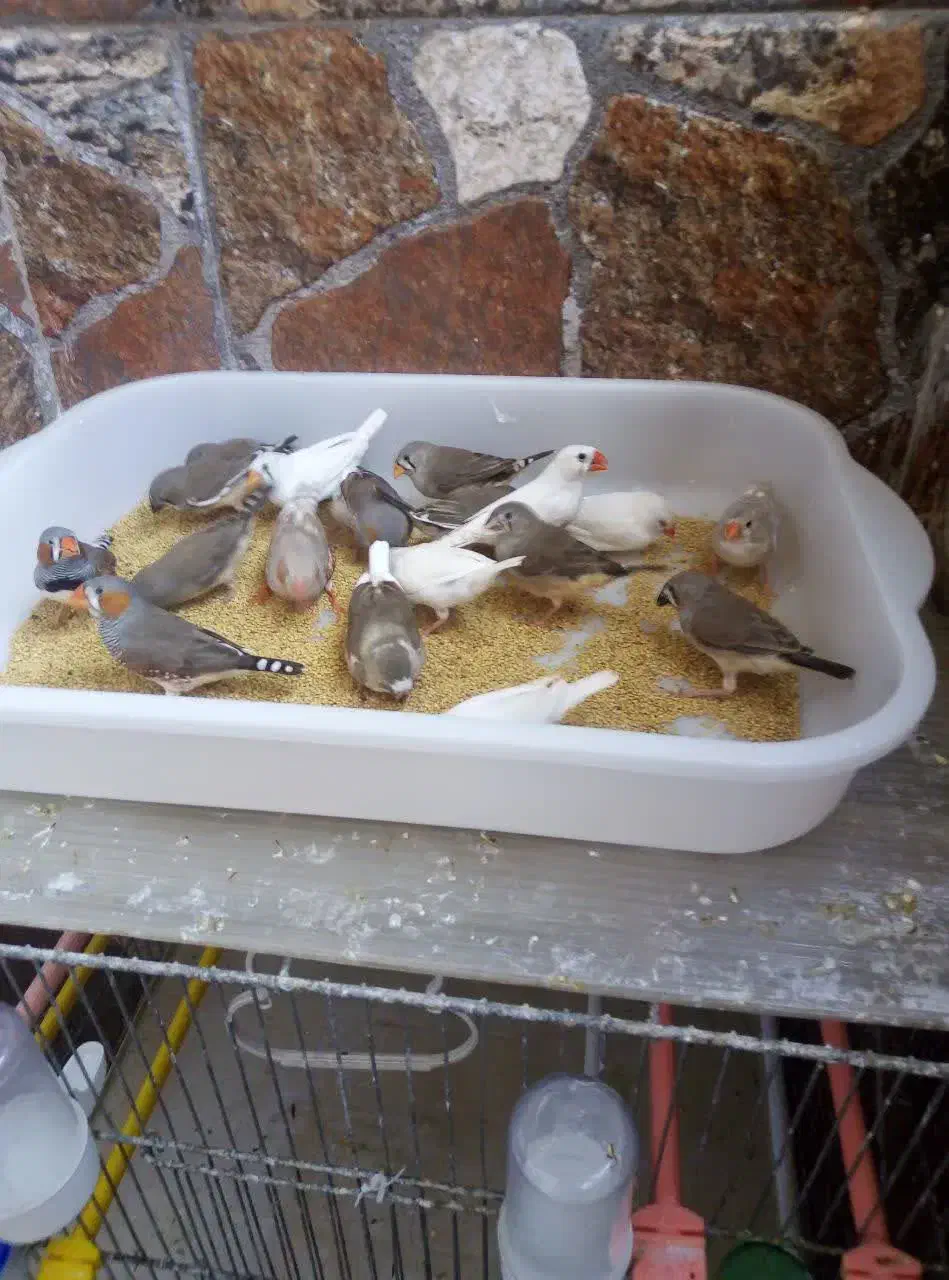 فنچ|پرنده|قم, بنیاد|دیوار