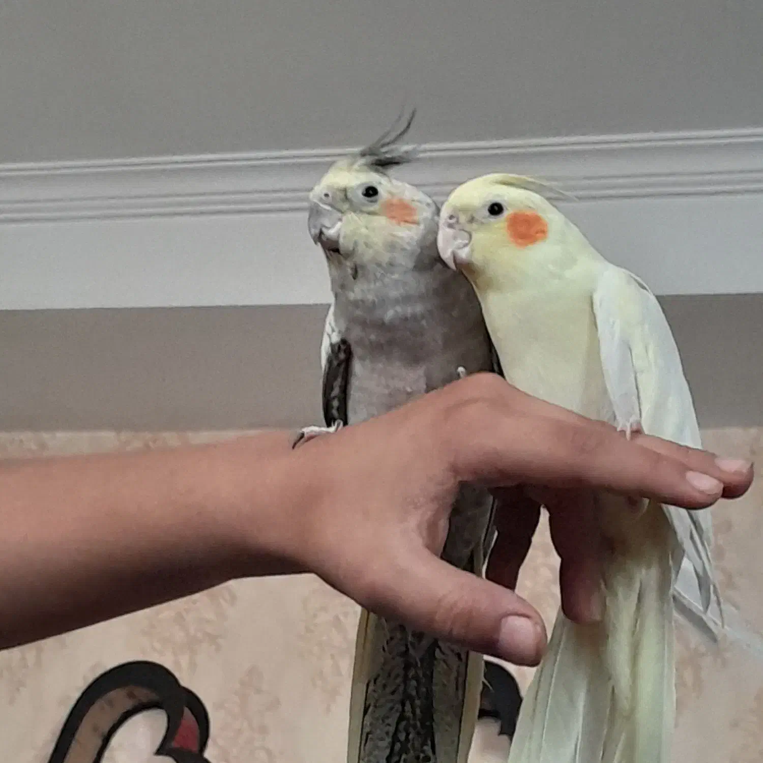 عروس هلندی|پرنده|مرند, |دیوار