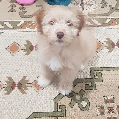 سگ پاکوتا|سگ|اردبیل, |دیوار