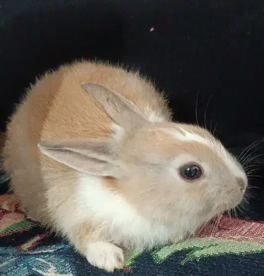 بچه خرگوش|موش و خرگوش|اشتهارد, |دیوار