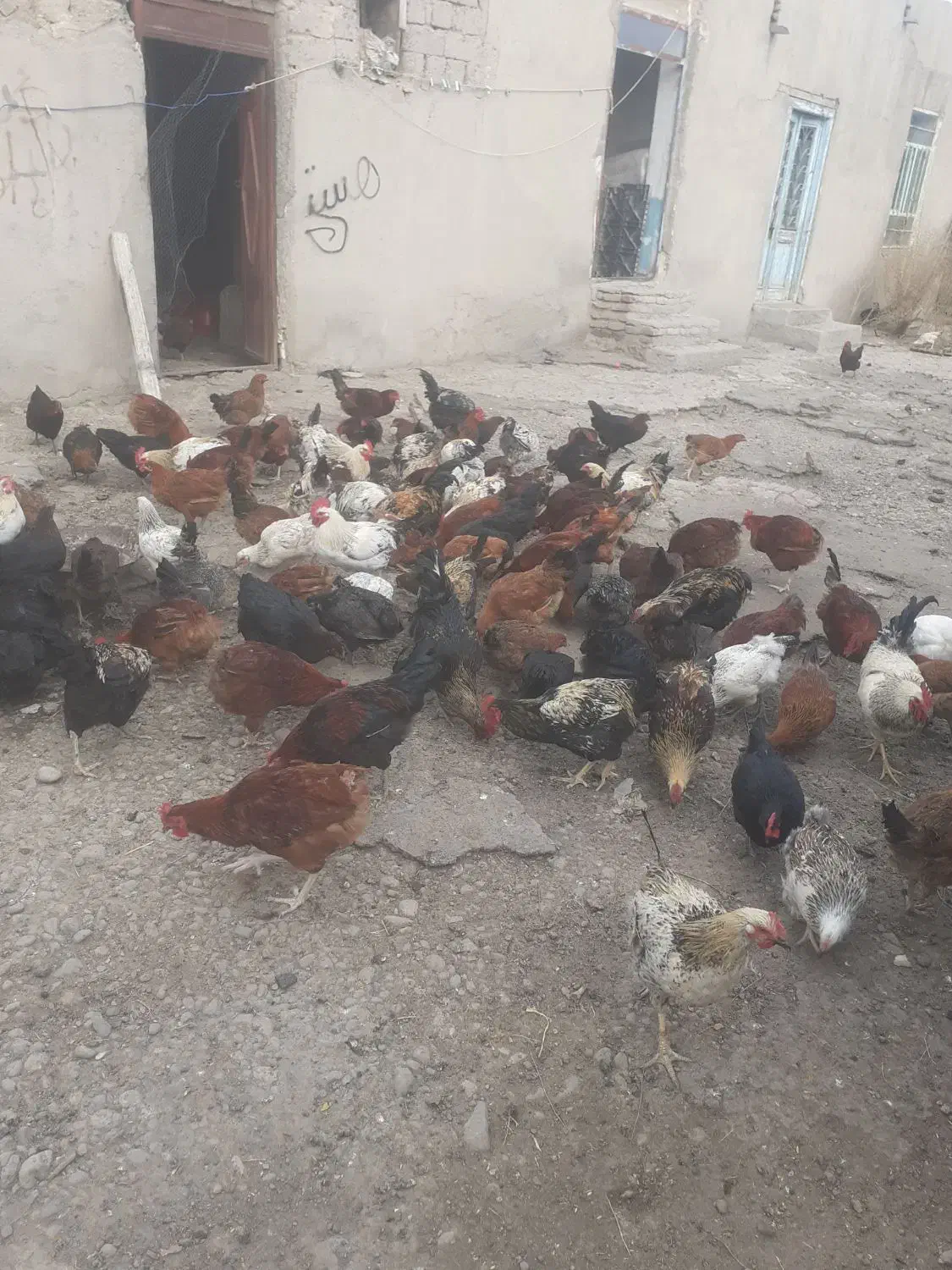 مرغ وخروس جوان|حیوانات مزرعه|ثمرین, |دیوار