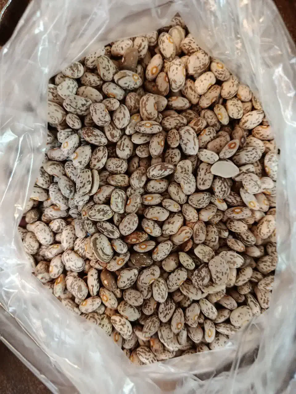 لوبیا چیتی|خوردنی و آشامیدنی|تهران, بوستان ولایت|دیوار