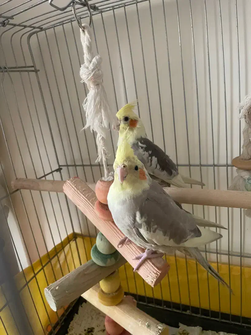 عروس هلندی رام|پرنده|پردیس, فاز ۱|دیوار