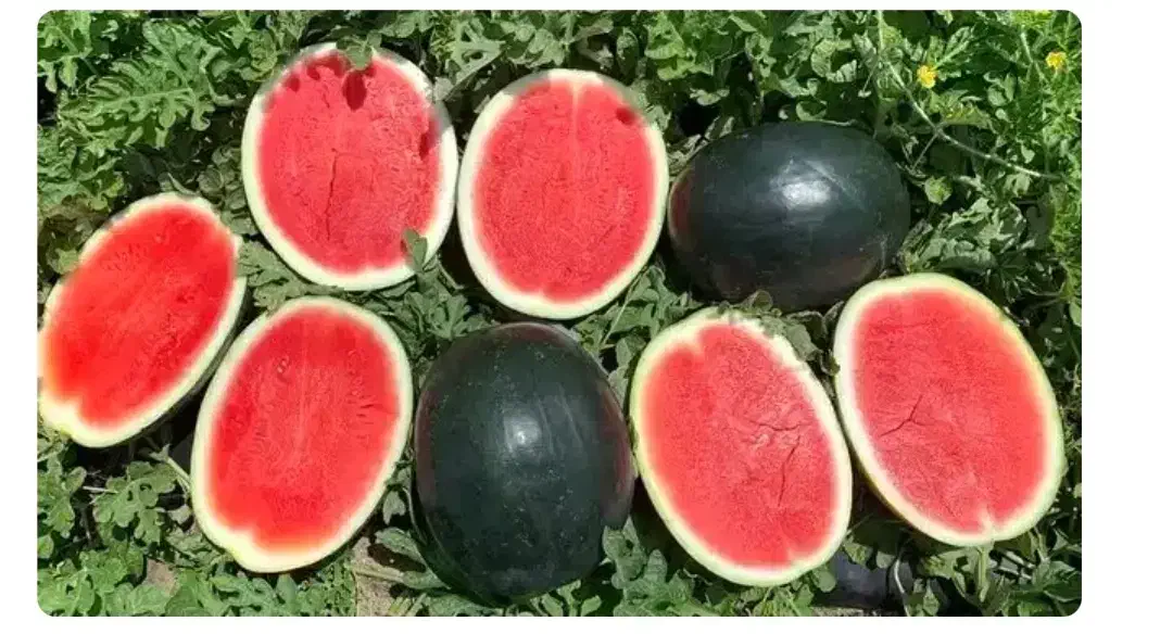 نیازمند کارگر و آبیار جهت کشت هندوانه و ملون|استخدام صنعتی، فنی، مهندسی|جلگه چاه هاشم, |دیوار