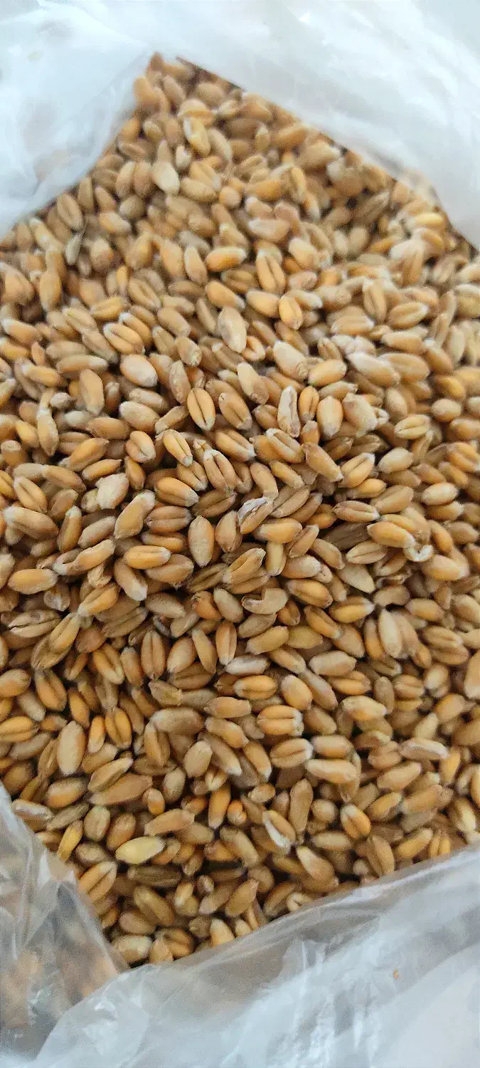 گندم|خدمات باغبانی و درختکاری|گنبد کاووس, |دیوار